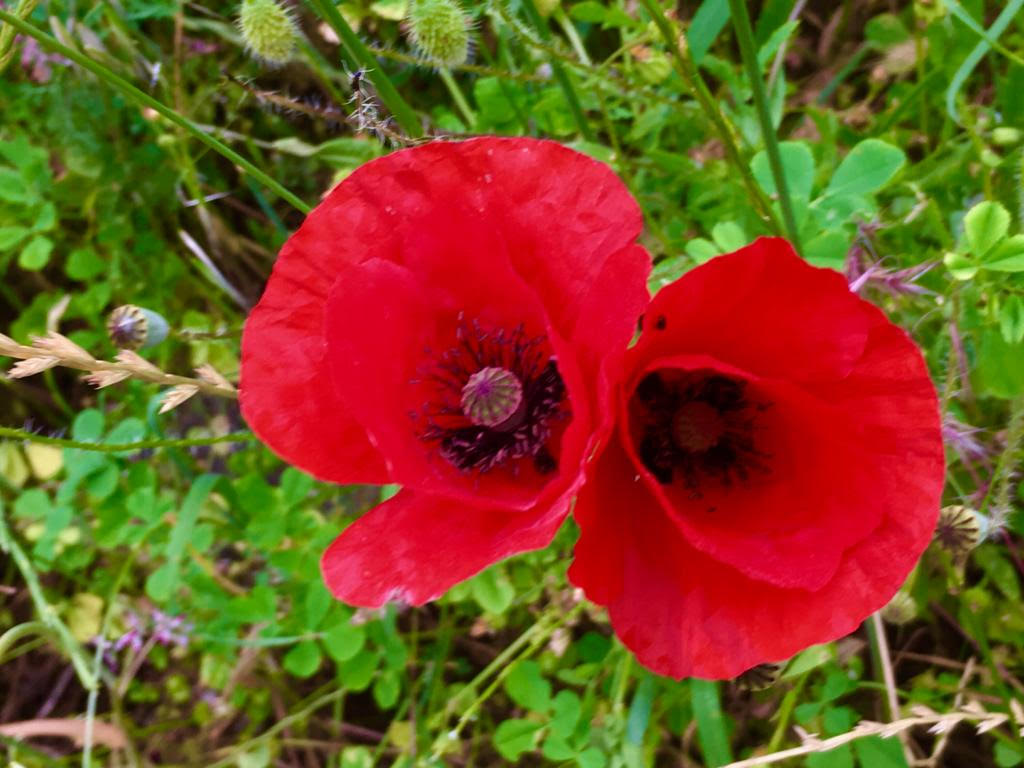 Dietario desde mi jardín - La Amapola