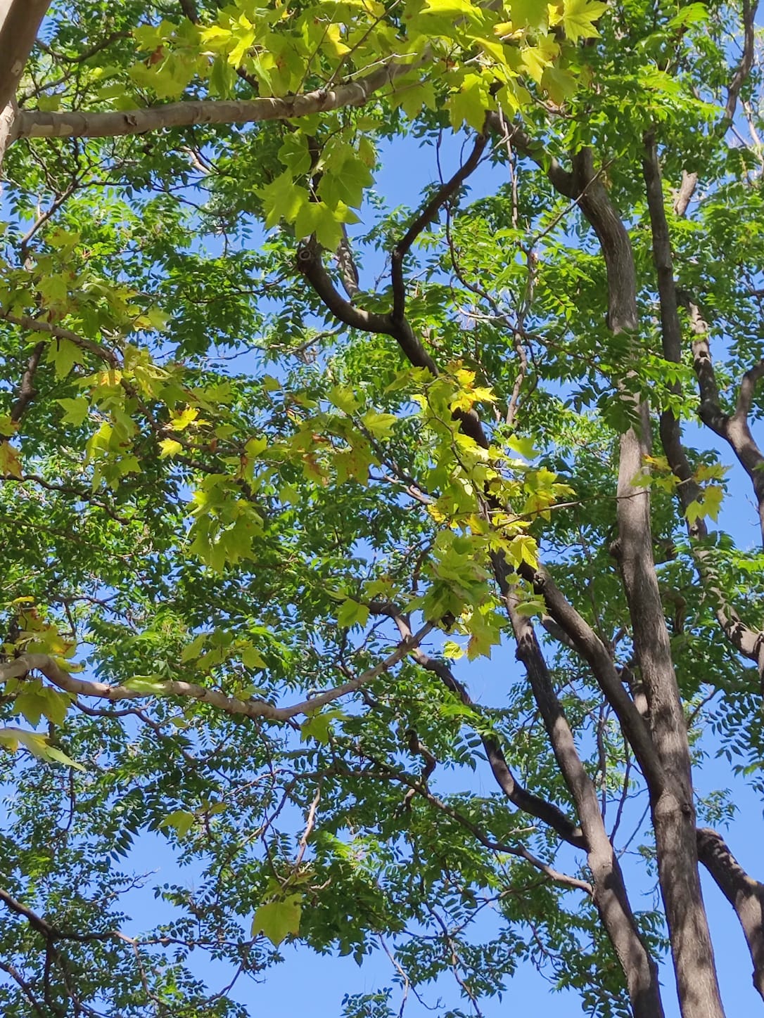 Dietario desde mi jardín - Acacia
