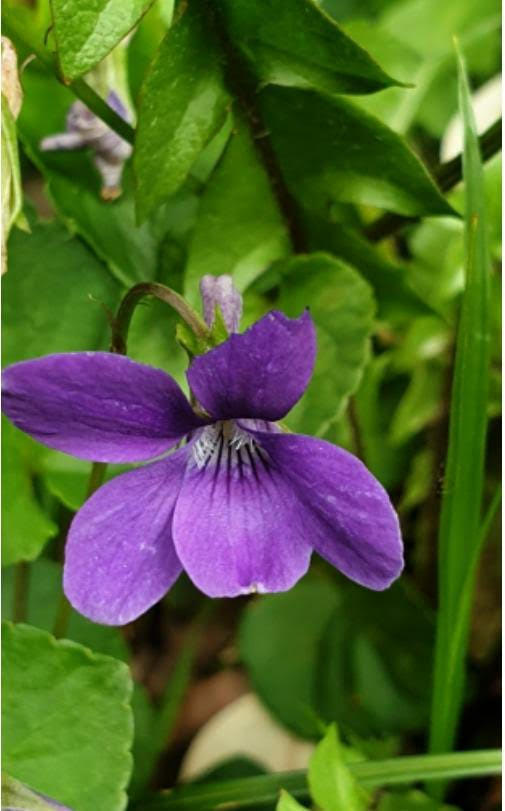 Dietario desde mi jardín - La Violeta