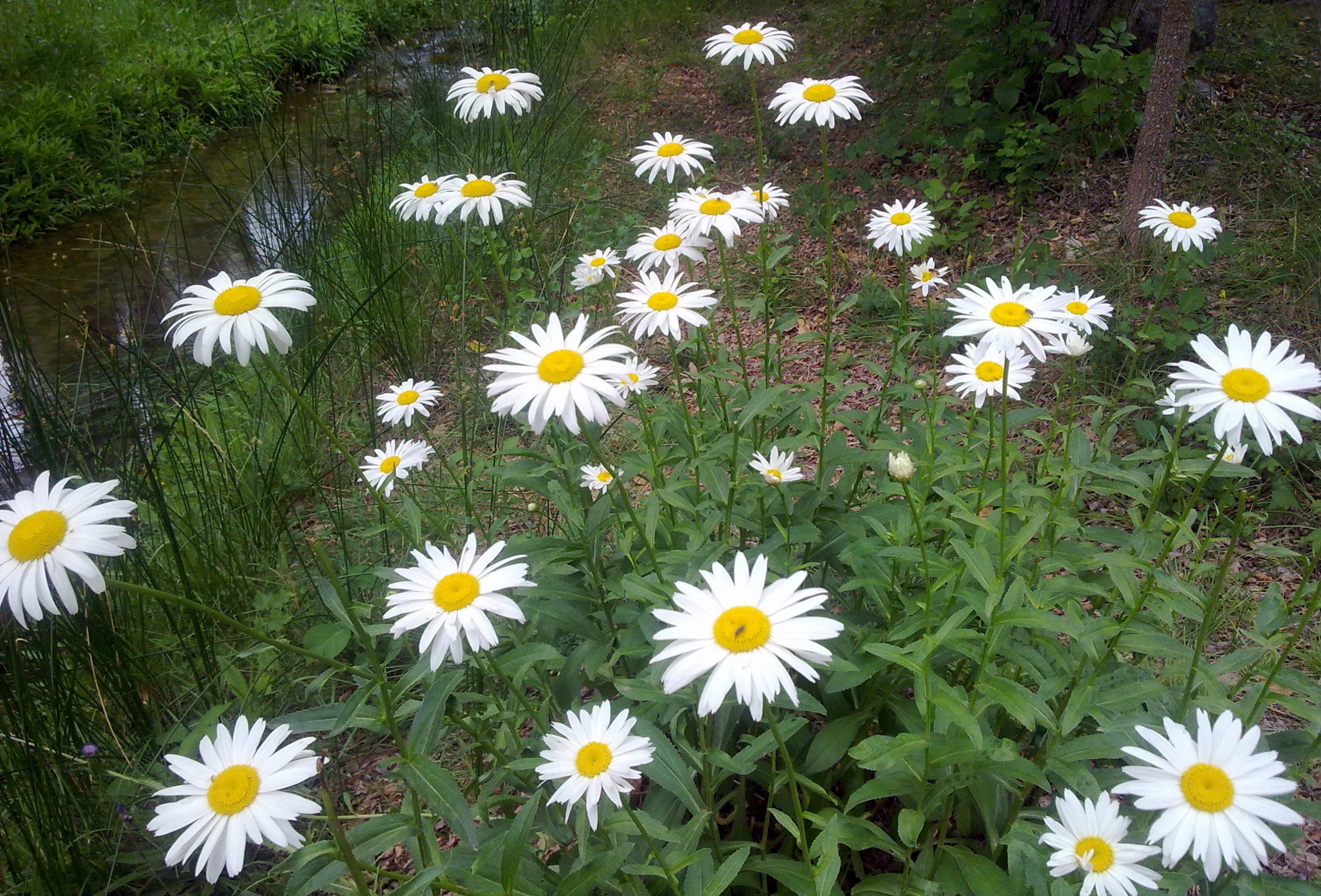 Dietario desde mi jardín - Margaritas