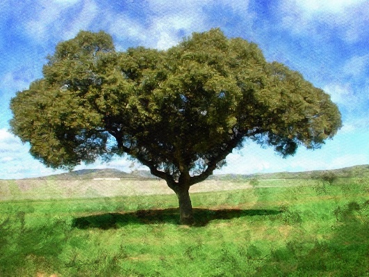 Dietario desde mi jardín - Encina