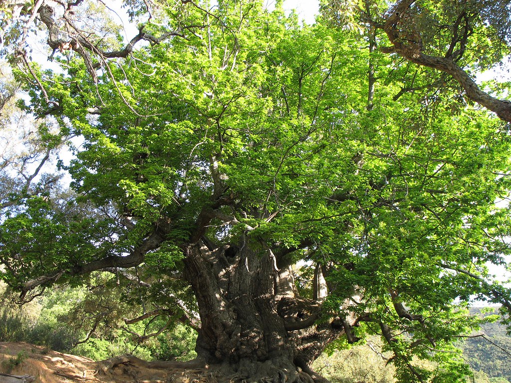 Dietario desde mi jardín - Castaño