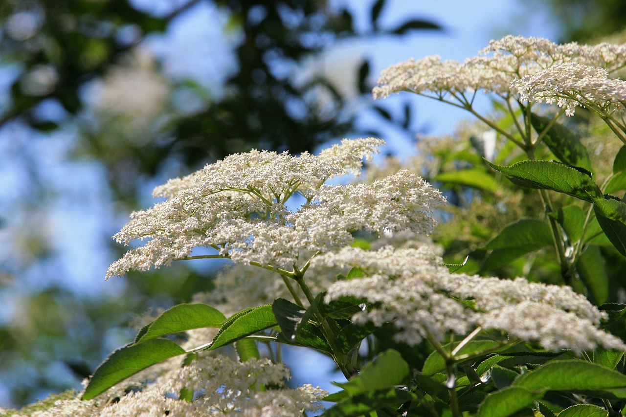 Dietario desde mi jardín - Flor de Saúco