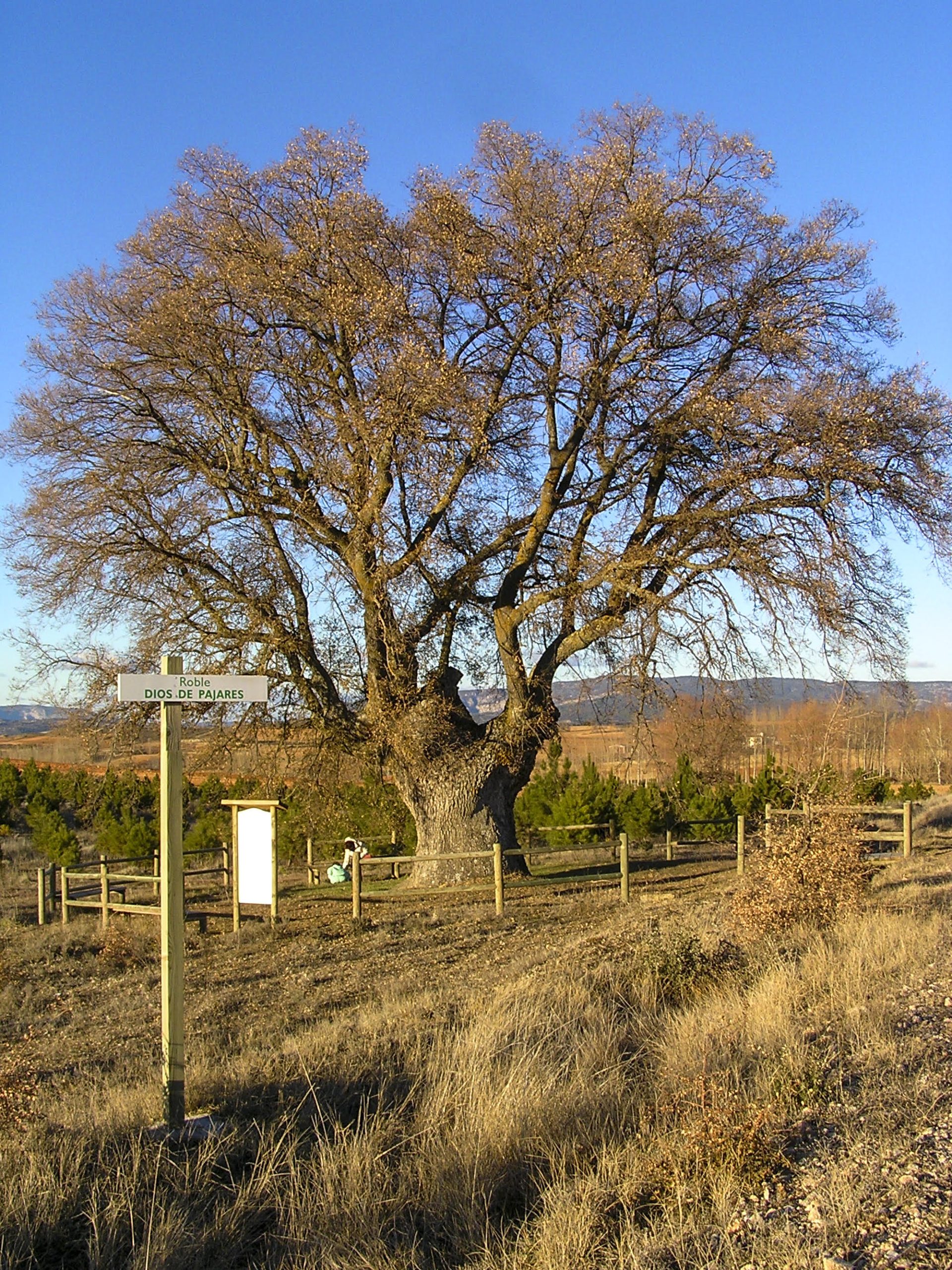 Dietario desde mi jardín - Roble