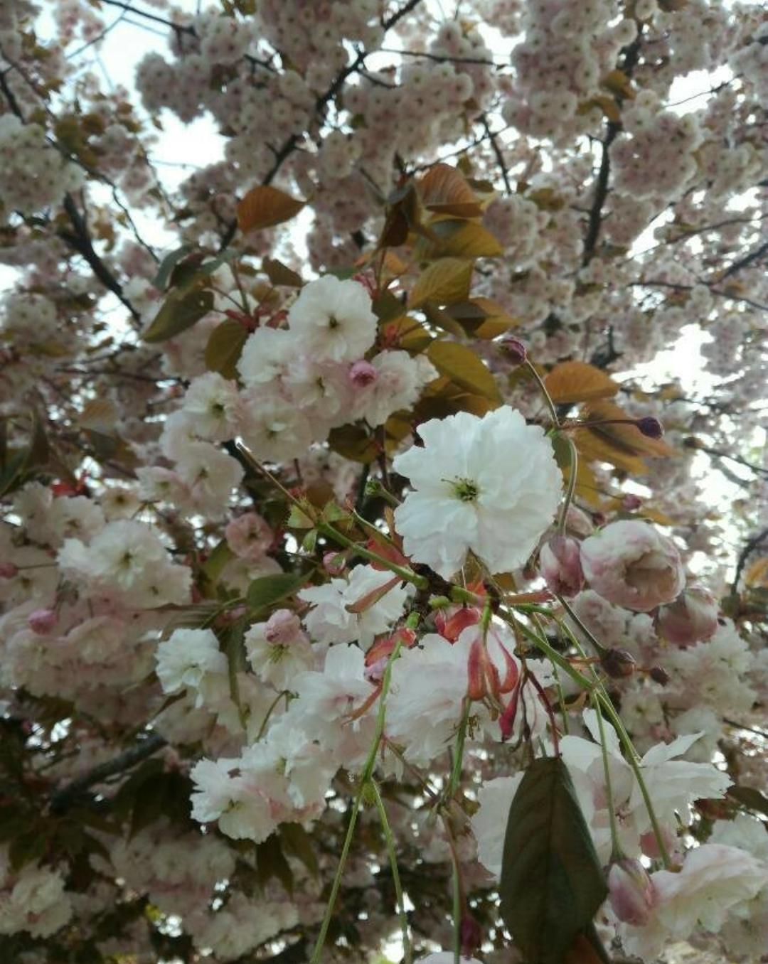 Dietario desde mi jardín - Flor del Cerezo