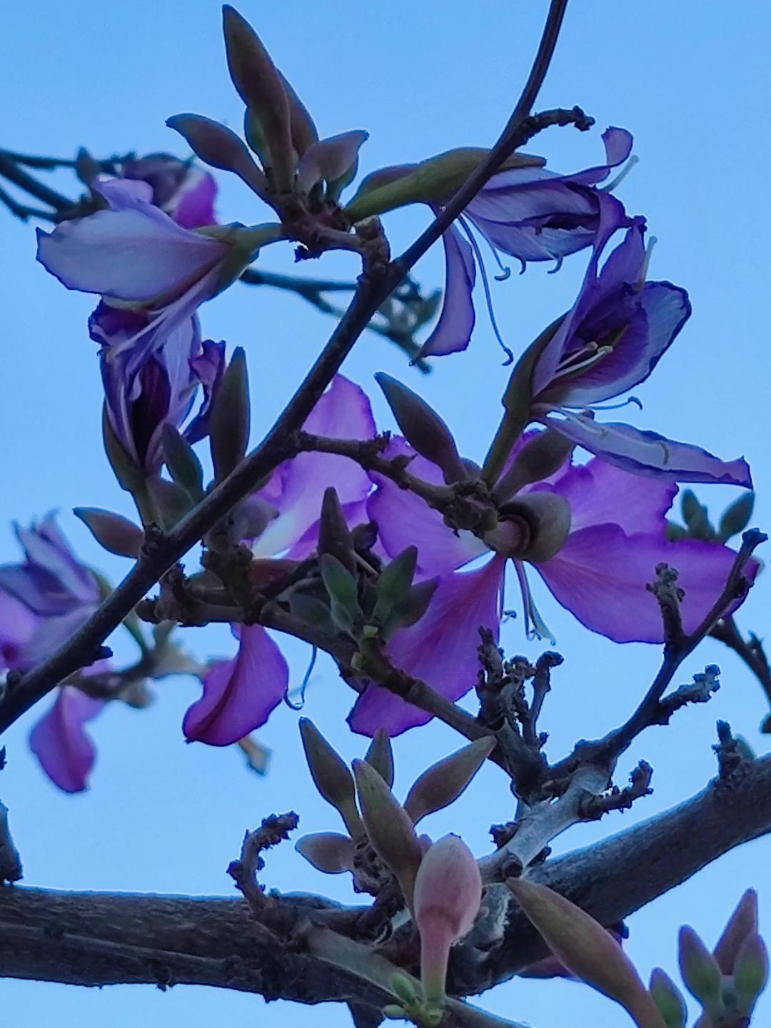 Dietario desde mi jardín - Bahuinia Morada