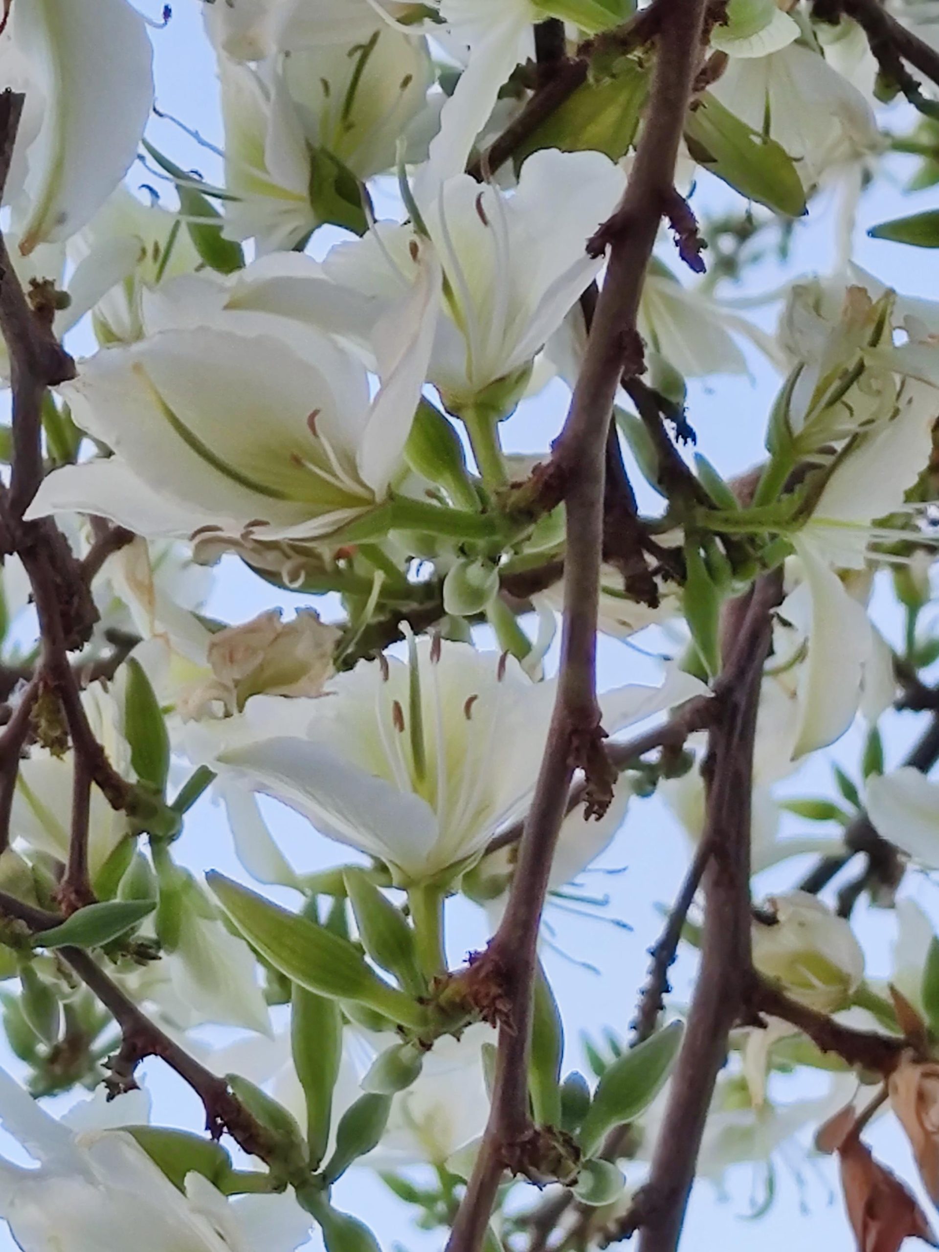 Dietario desde mi jardín - Bahuinia Blanca