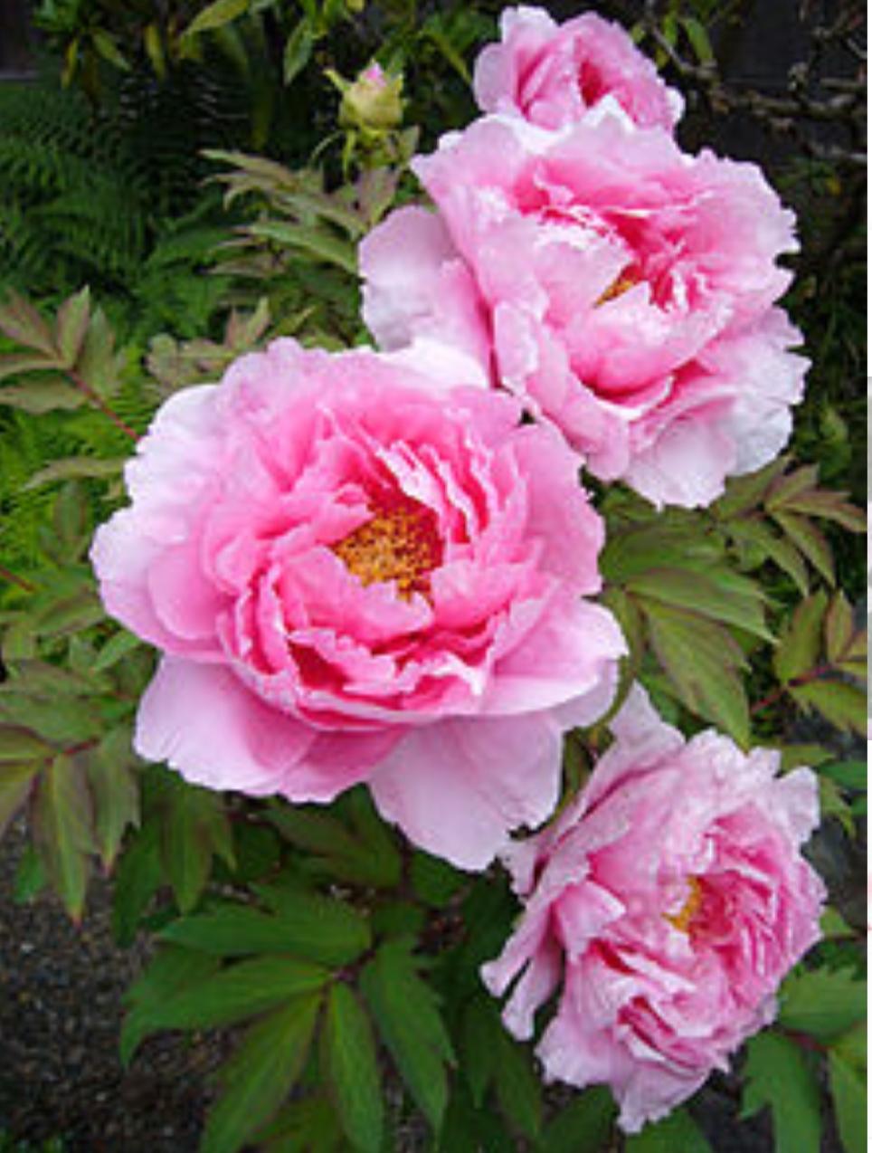 Dietario desde mi jardín - Peonía