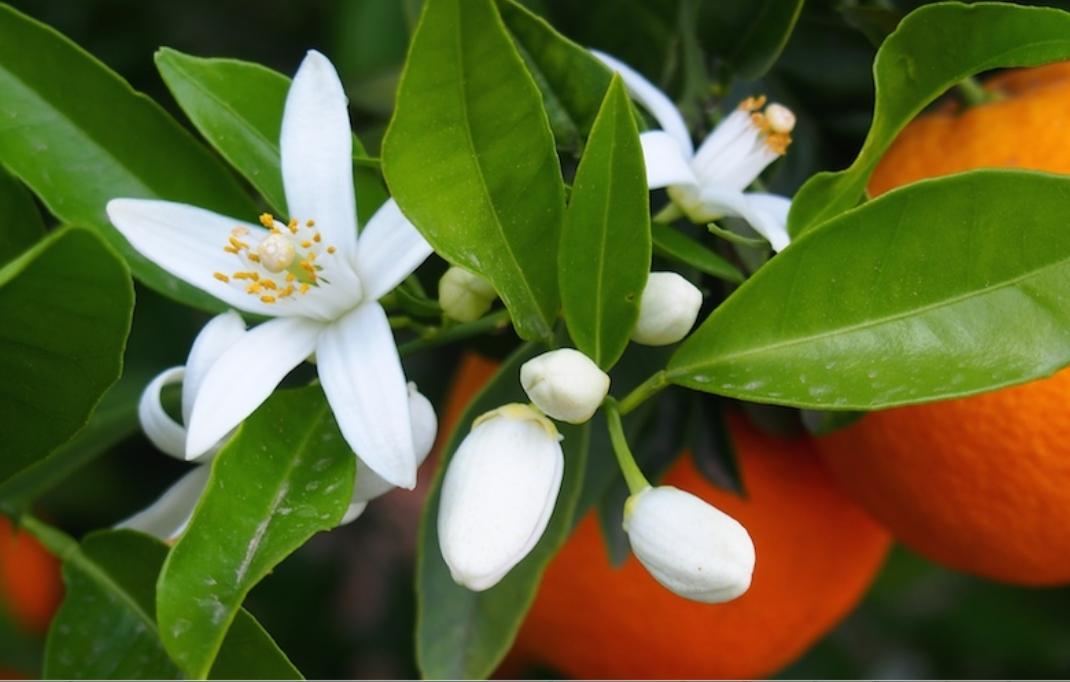 Dietario desde mi jardín - Flor de Azahar