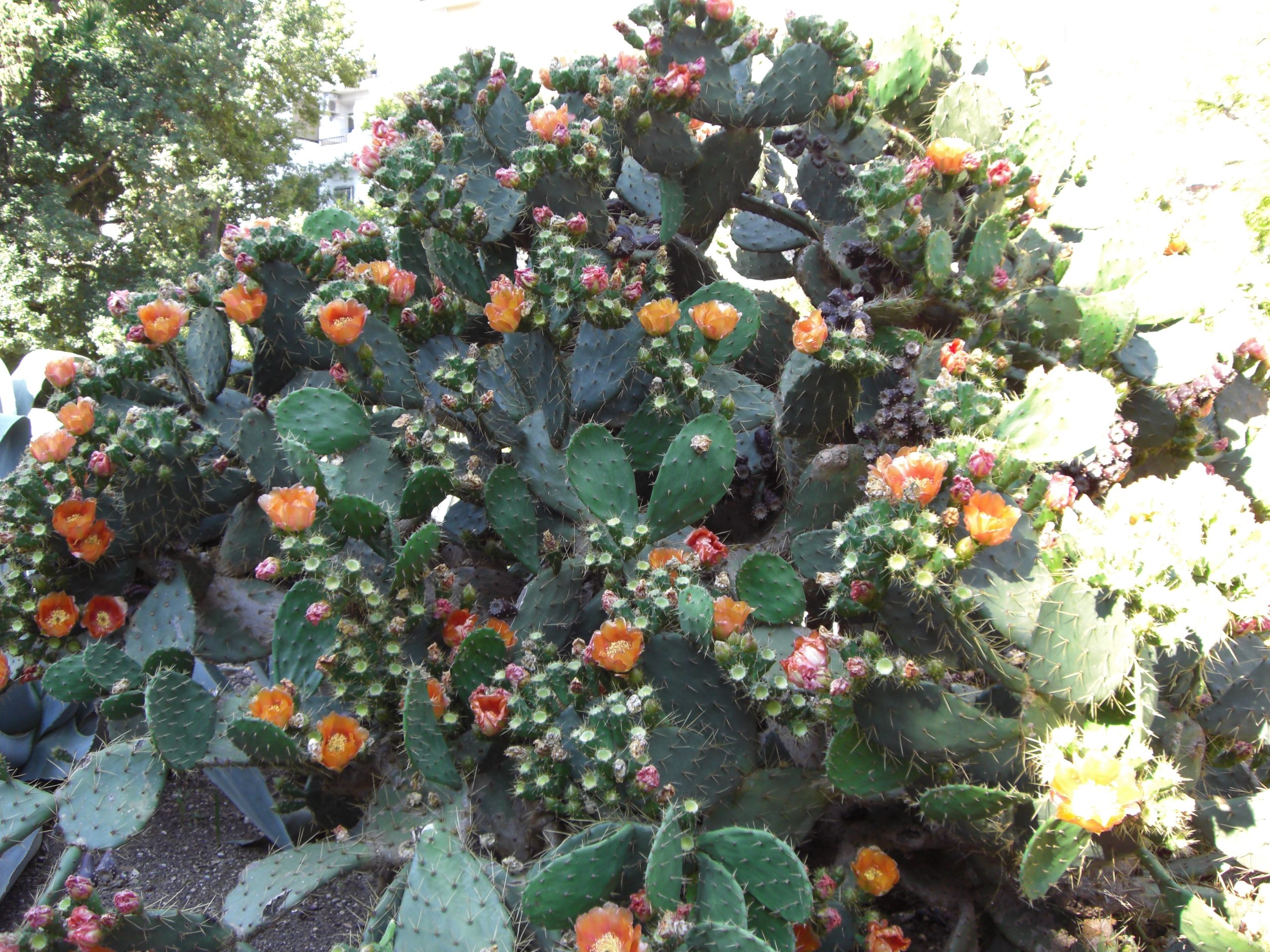 Dietario desde mi jardín - Flores de Cactus