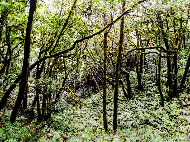 Dietario desde mi jardín - Laurisilva