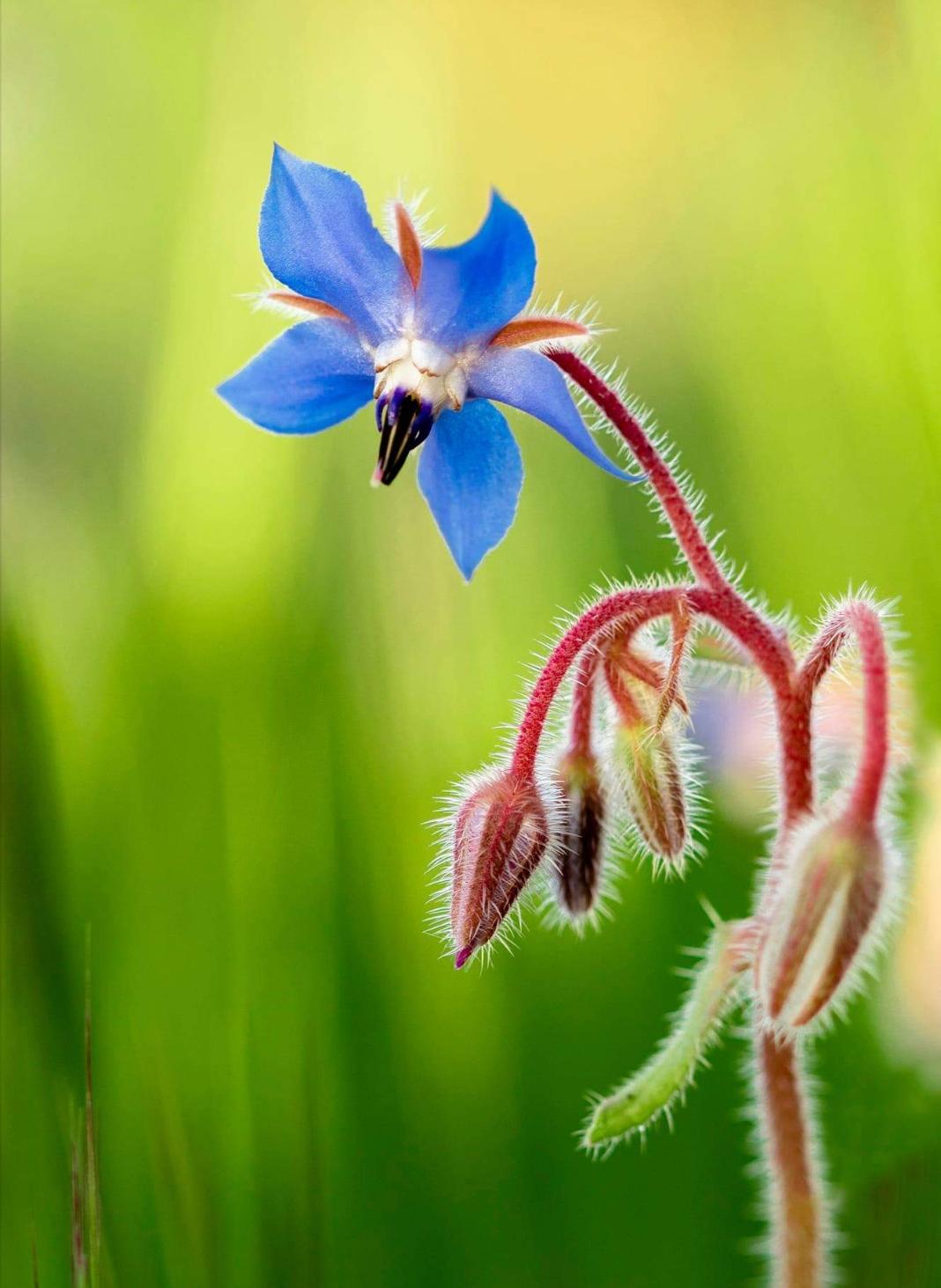 Dietario desde mi jardín - Flor de la Borraja