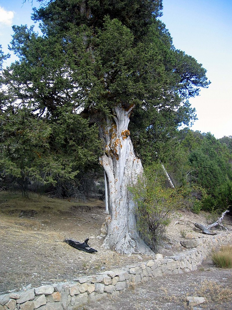 Dietario desde mi jardín - Sabina