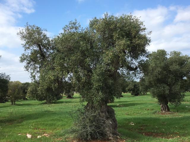 Dietario desde mi jardín - Olivo