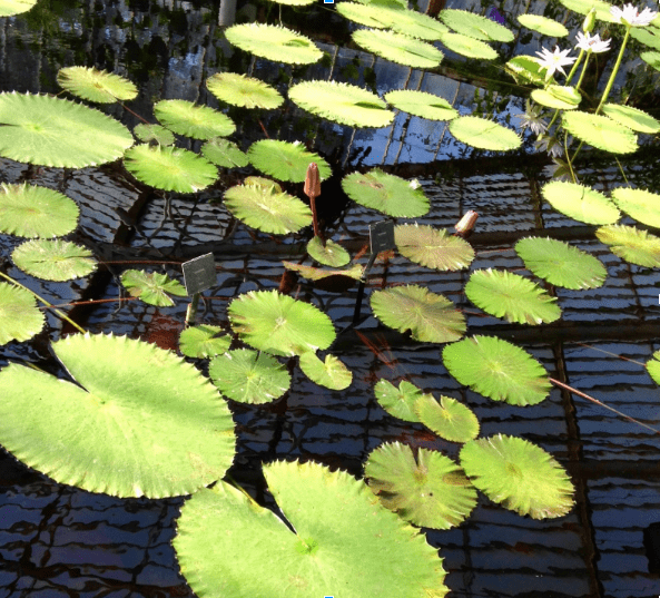 ¿Ética sin política? Autómatas (des-)obedientes 1
