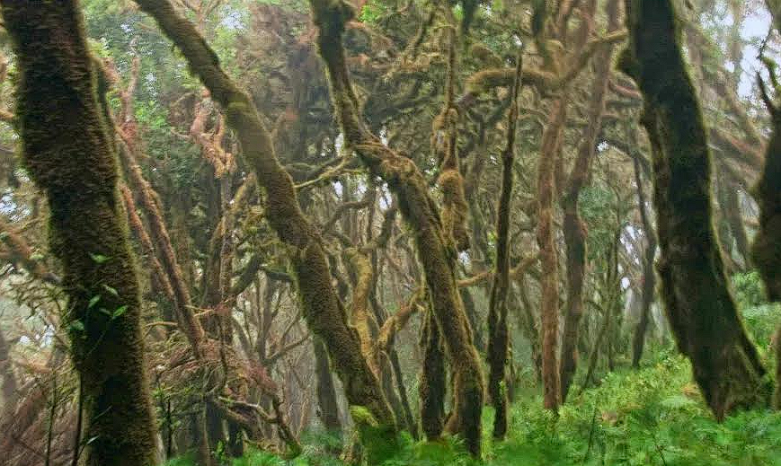 Dietario desde mi jardín - Laurisilva