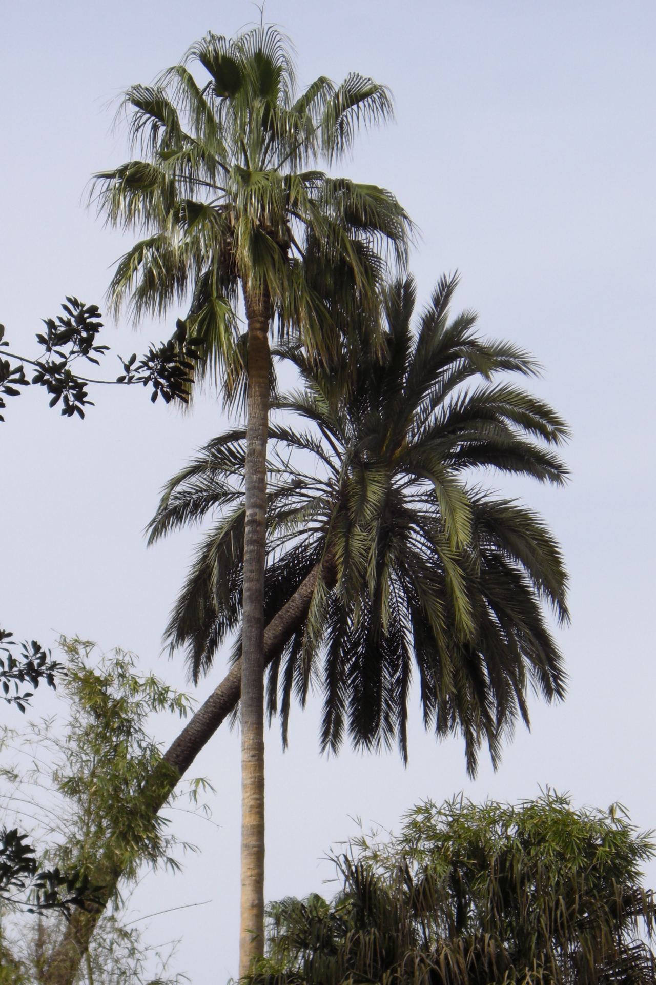 Dietario desde mi jardín - Palmeras