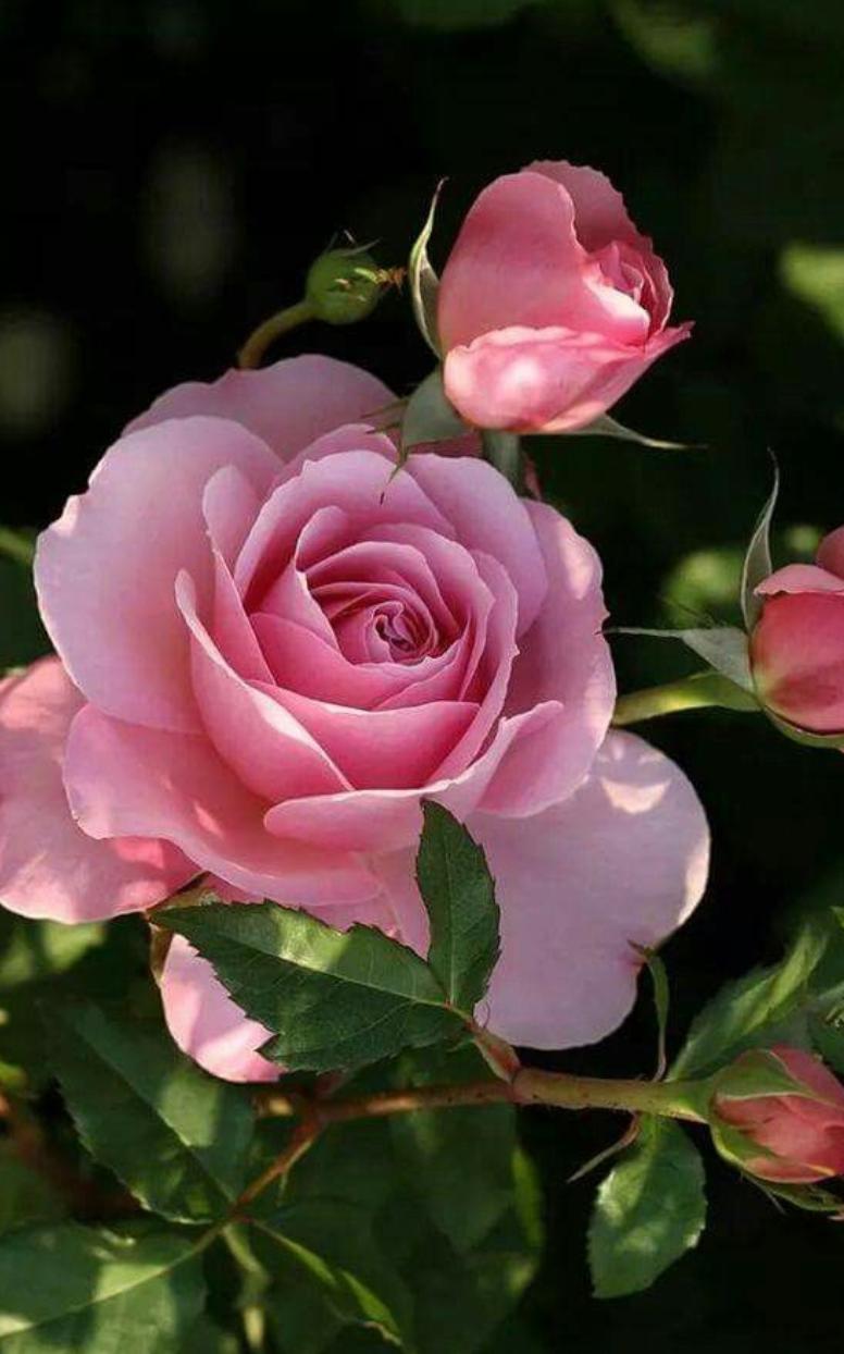 Dietario desde mi jardín - La Rosa